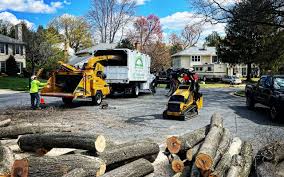 Best Storm Damage Tree Cleanup  in St Matthews, KY