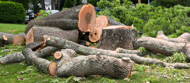 Best Arborist Consultation Services  in St Matthews, KY