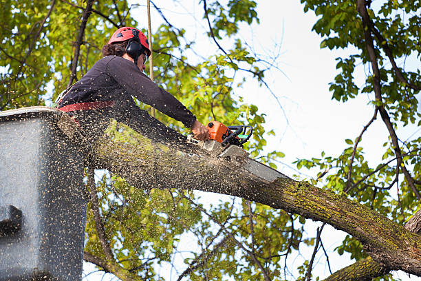 Best Palm Tree Trimming  in St Matthews, KY