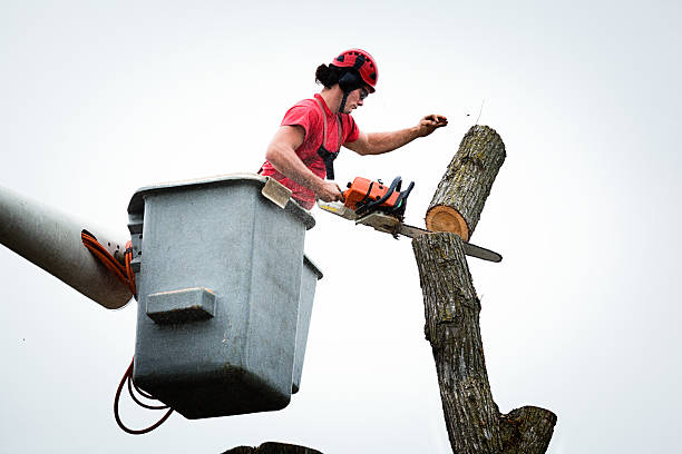 Best Utility Line Clearance  in St Matthews, KY