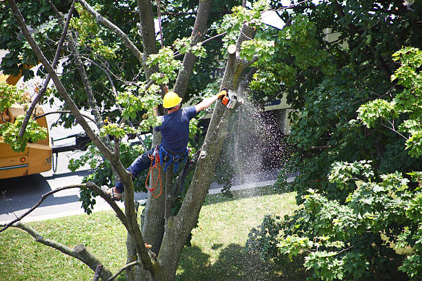 Best Seasonal Cleanup (Spring/Fall)  in St Matthews, KY